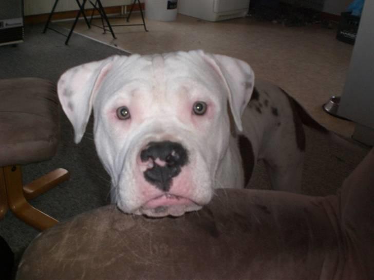 Amerikansk staffordshire terrier  R.I.P. herbie billede 3