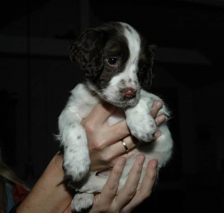 Field Trial spaniel Emma <3 - Hej velkommen til min profil(o: ´´  billede 1