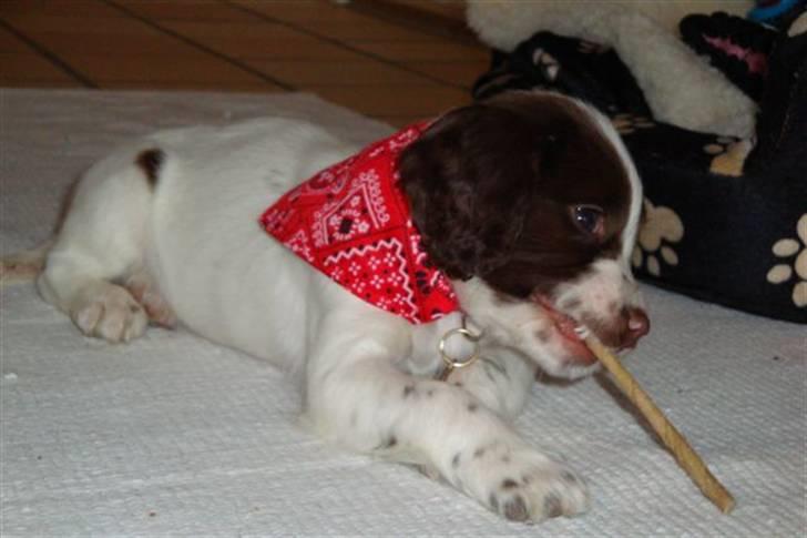 Field Trial spaniel Emma <3 - Her er jeg som lille. billede 2