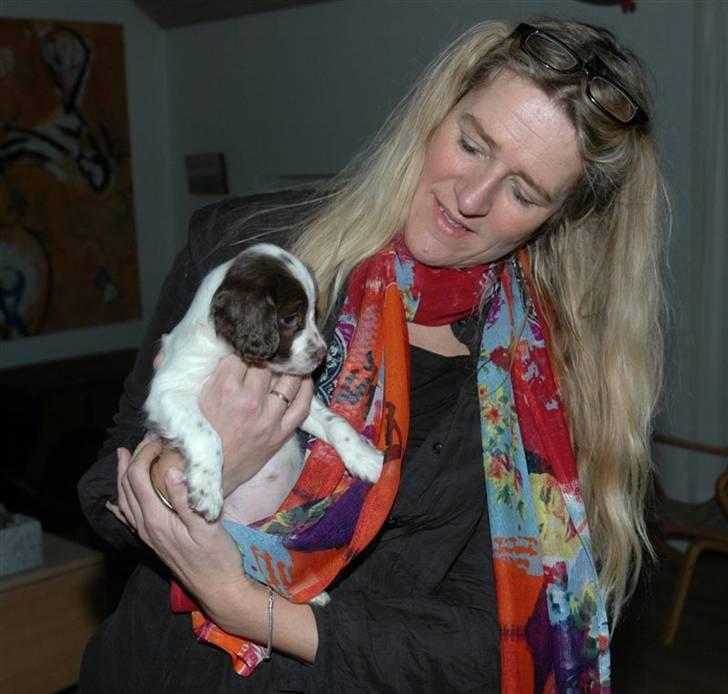 Field Trial spaniel Emma <3 billede 3