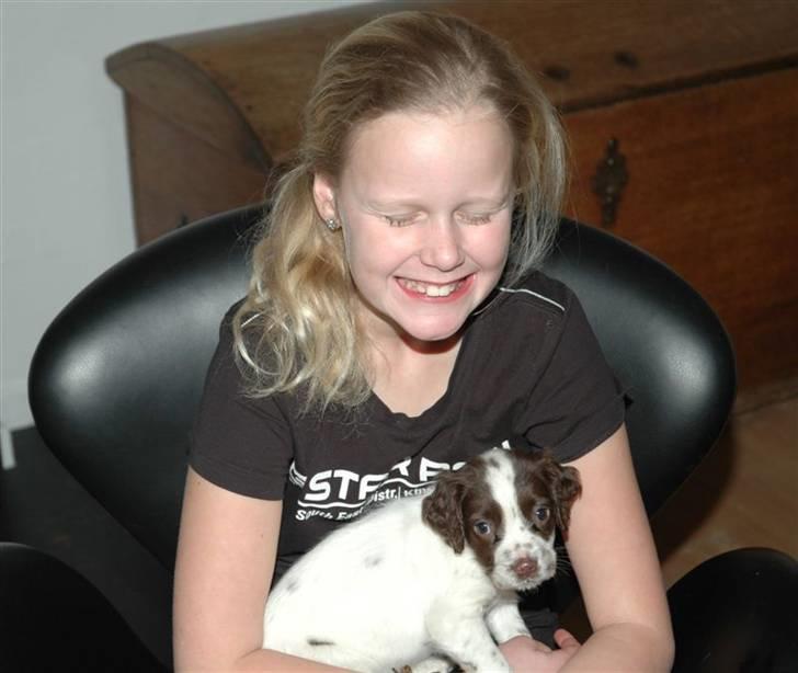 Field Trial spaniel Emma <3 billede 4