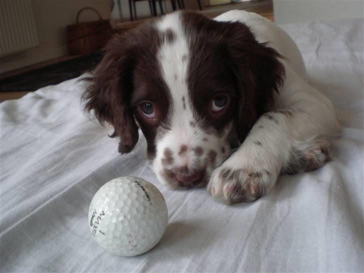 Field Trial spaniel Emma <3 billede 5