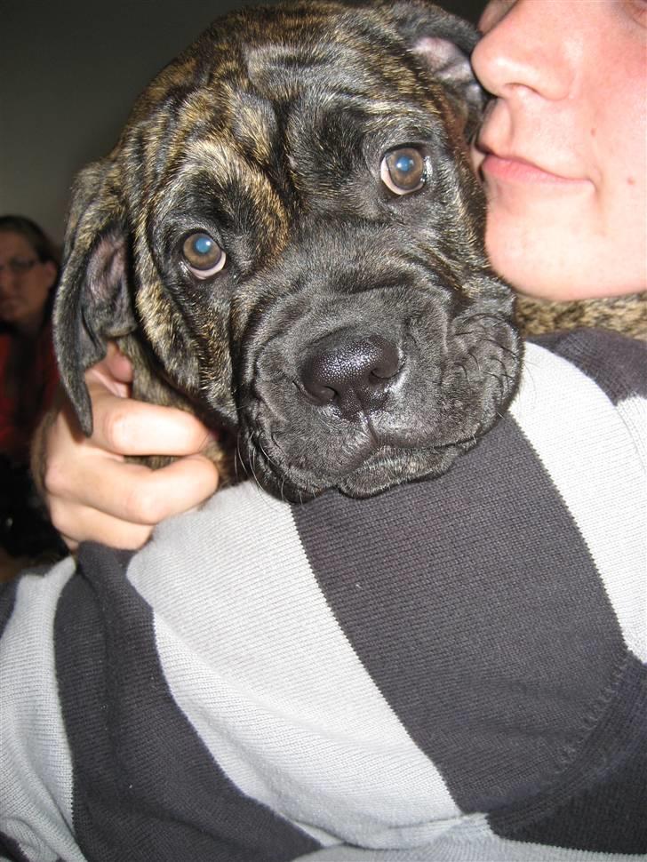 Mallorca Mastiff / Ca de Bou Albert - 2009 billede 15