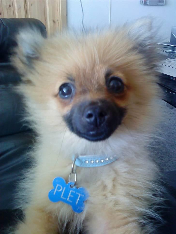 Pomeranian Plet - Hejsa jeg hedder Plet billede 1