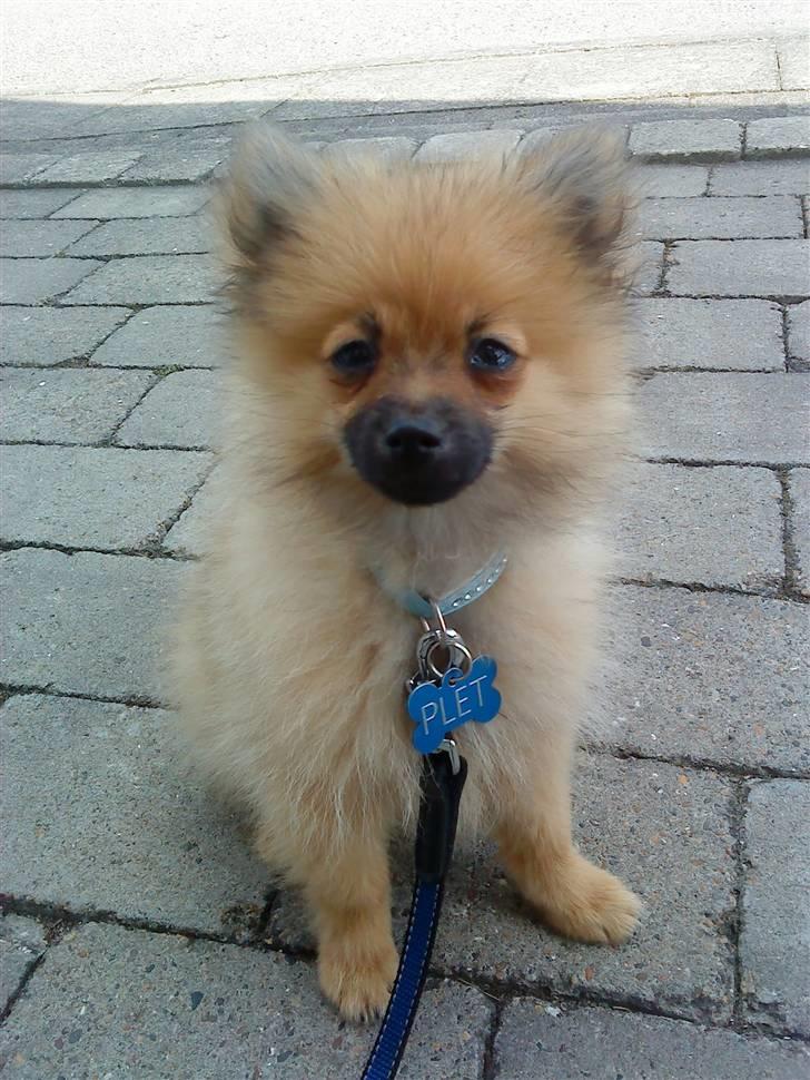 Pomeranian Plet - Næsten klar til og gå tur  billede 2