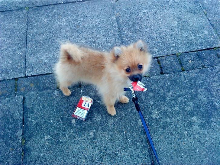 Pomeranian Plet - Er jeg da for ung til og ryge  billede 3