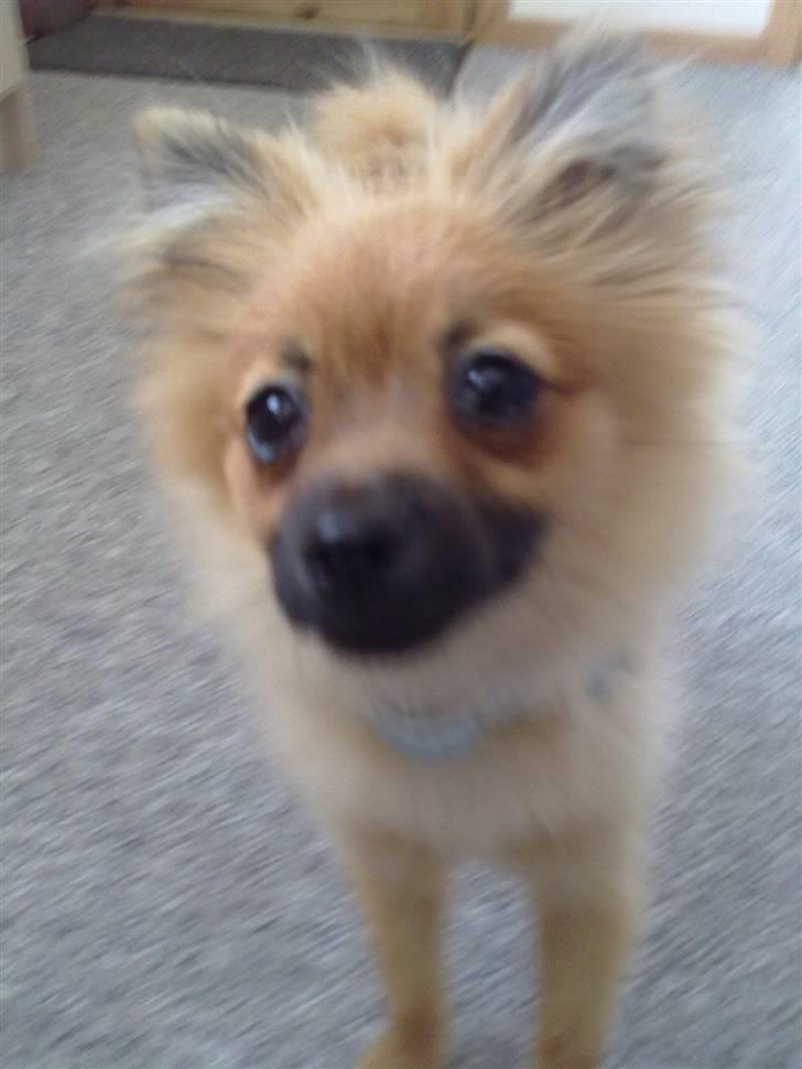 Pomeranian Plet - Iih hvor er jeg nysgeri (: billede 4