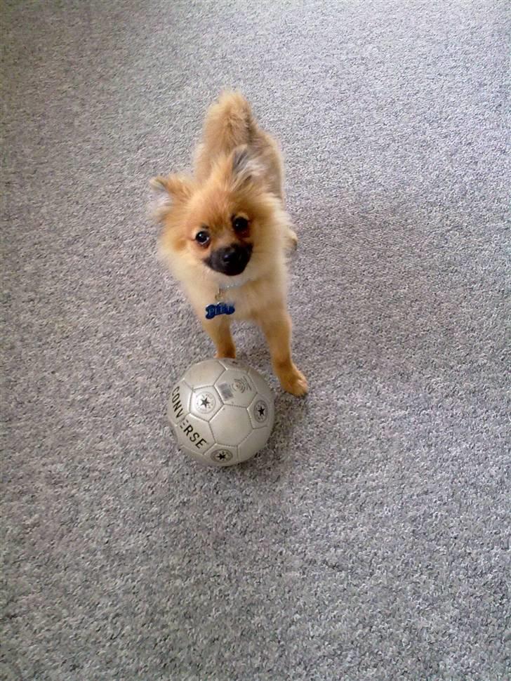 Pomeranian Plet - Kom og spil bold med mig billede 5