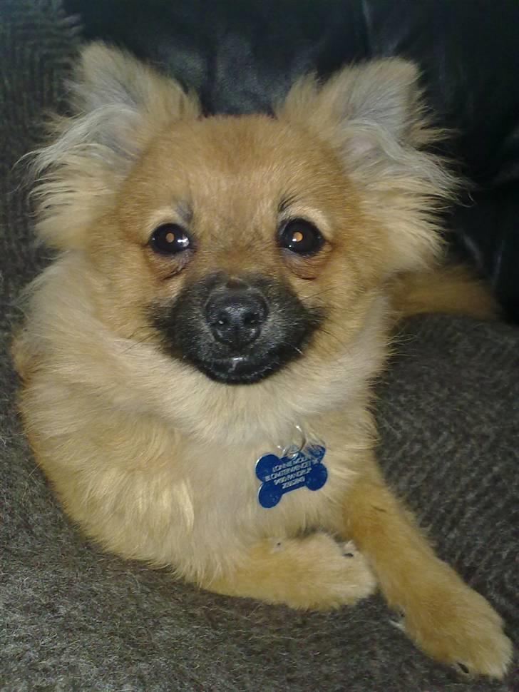 Pomeranian Plet - Må jeg sove nu? billede 6