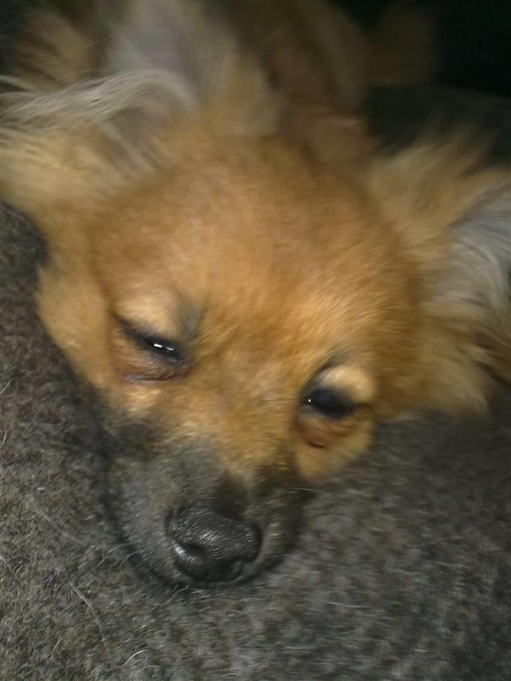 Pomeranian Plet - Tager sig lige en morfar på tæppet  billede 7