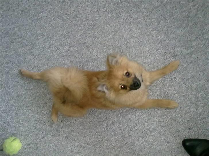 Pomeranian Plet - Se hvor stor jeg er billede 8