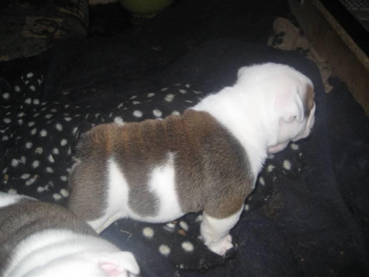 Engelsk bulldog Homer billede 1