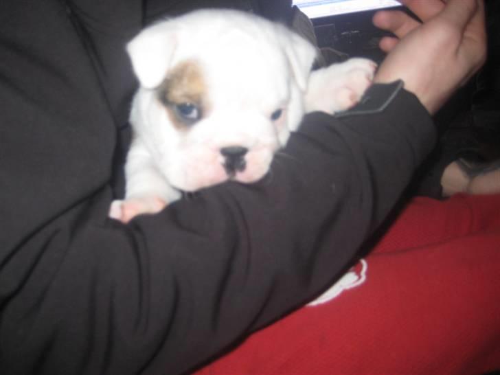 Engelsk bulldog Homer billede 2