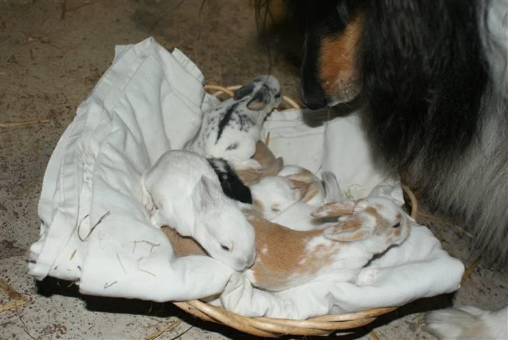 Collie langhåret Lucca   - Lucca hilser på de små kaninunger :) (torsdag 12/11 2009) billede 19