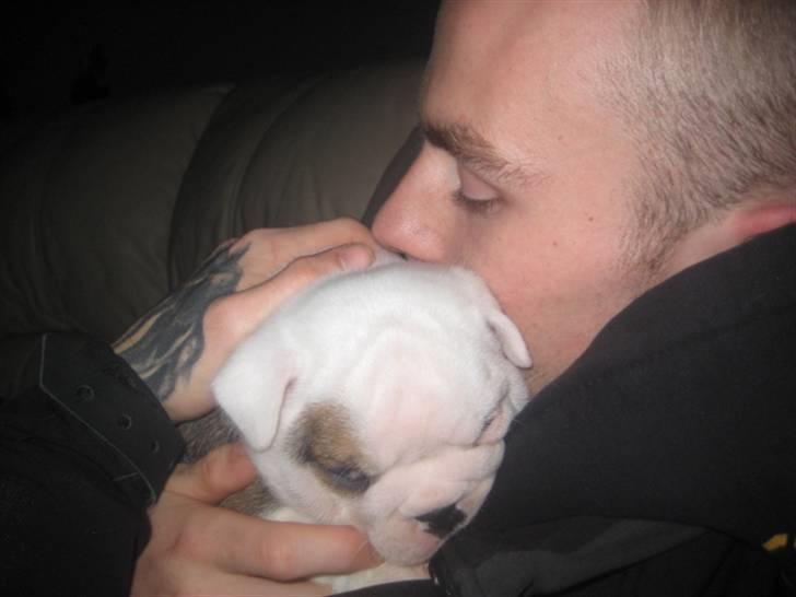 Engelsk bulldog Homer billede 3