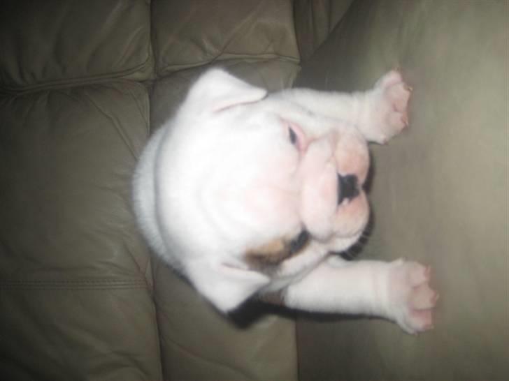 Engelsk bulldog Homer billede 4