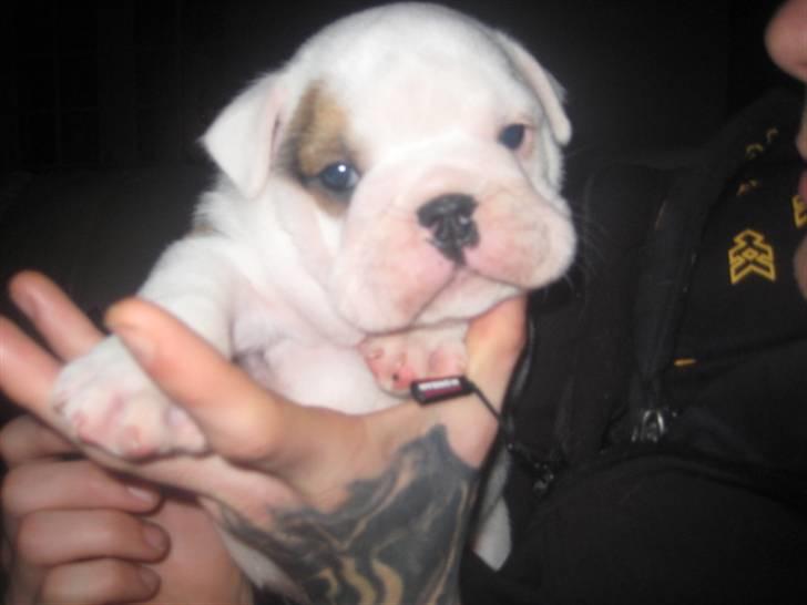 Engelsk bulldog Homer billede 5