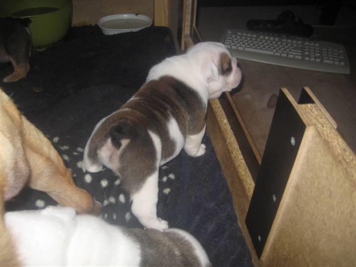 Engelsk bulldog Homer billede 6