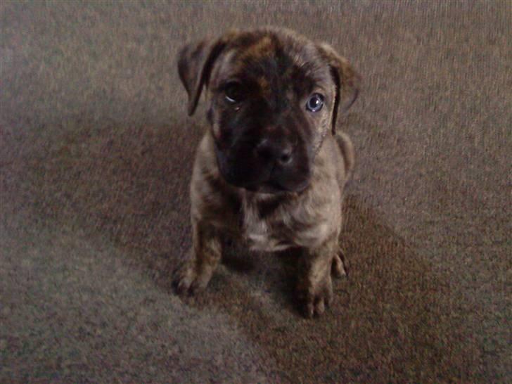 Dogo canario Kenya - Velkommen til min konto :-) billede 1