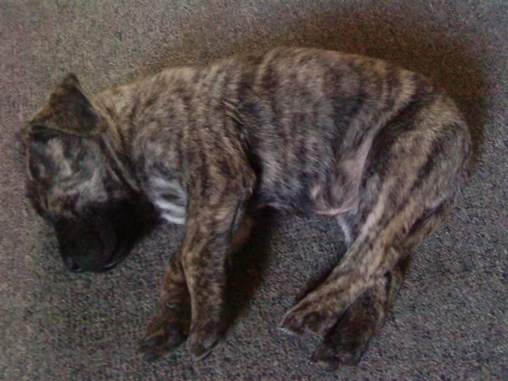 Dogo canario Kenya billede 2