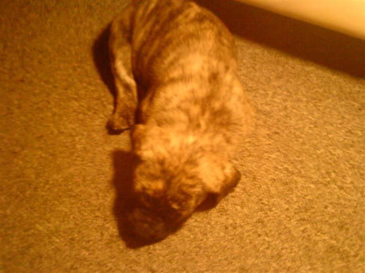 Dogo canario Kenya billede 3