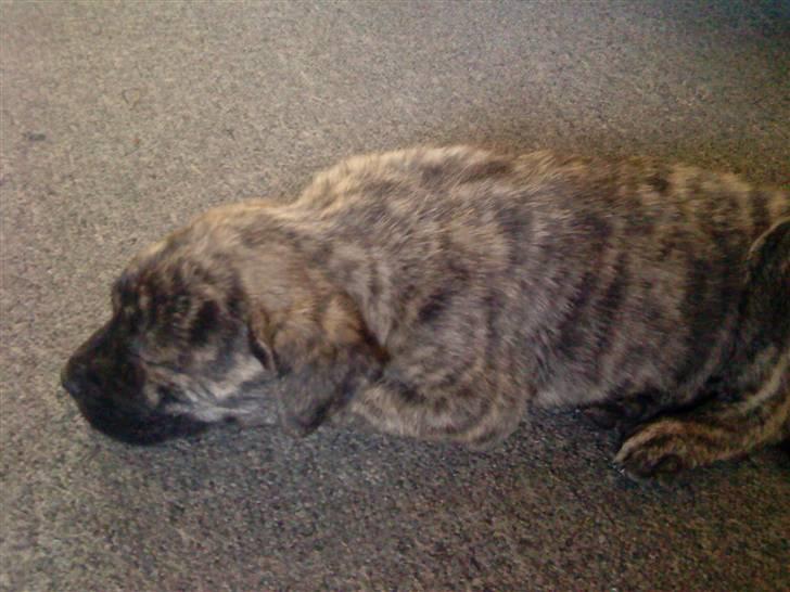 Dogo canario Kenya billede 4