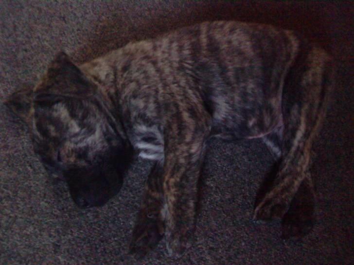 Dogo canario Kenya billede 5