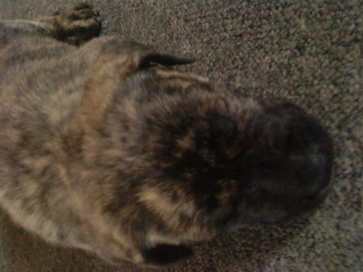 Dogo canario Kenya billede 6