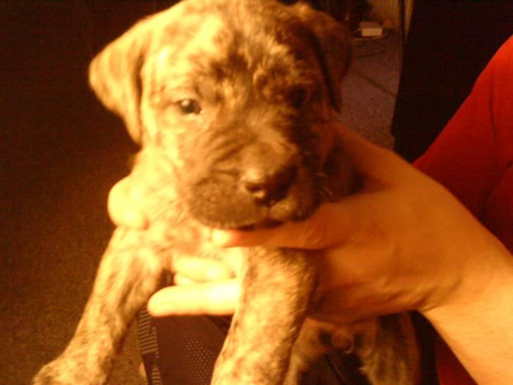 Dogo canario Kenya billede 7