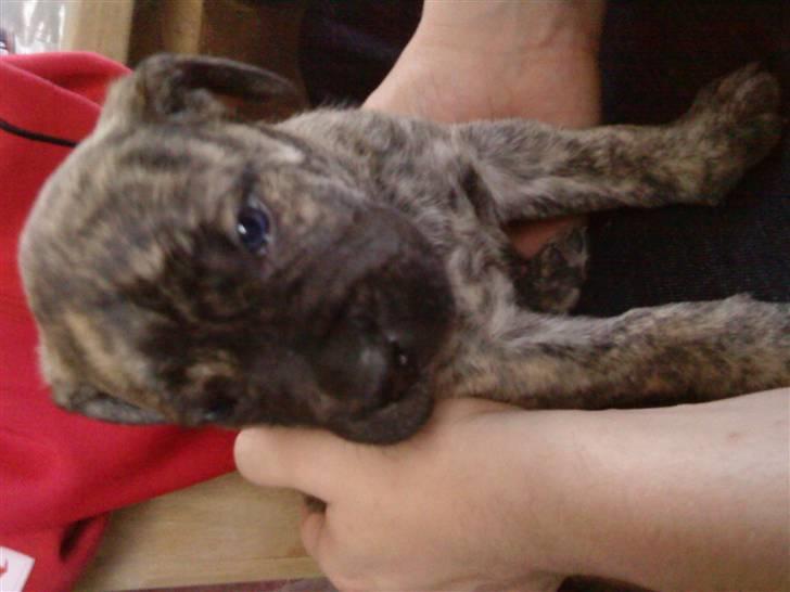 Dogo canario Kenya billede 8