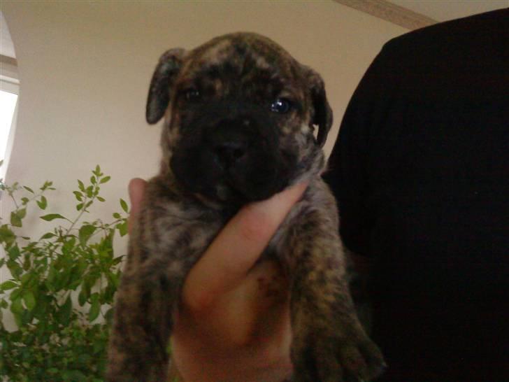 Dogo canario Kenya billede 9