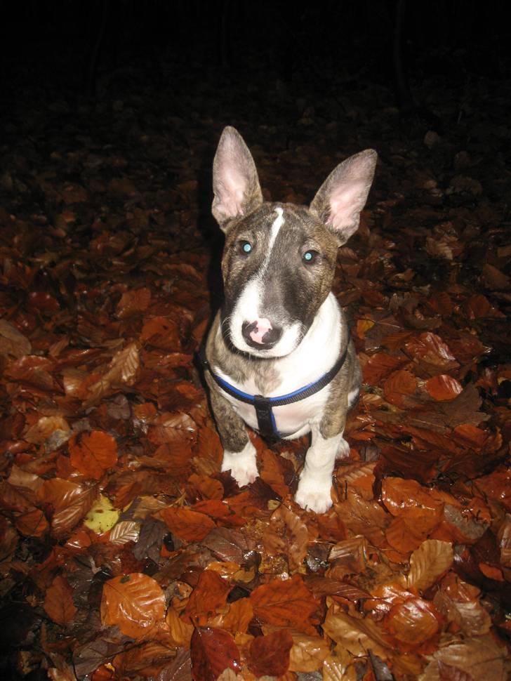 Bullterrier miniature Louie - Louie 12 ½ uger billede 15