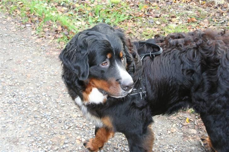 Berner sennenhund Bernhard - Bernhard 11 måneder billede 13