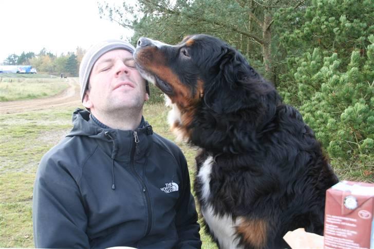 Berner sennenhund Bernhard - Mig og min dejlige "far" billede 14