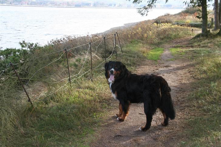 Berner sennenhund Bernhard - 11 måneder billede 15