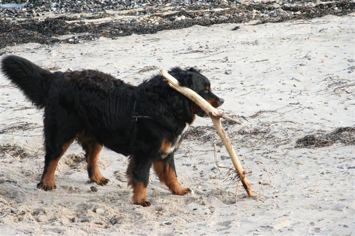 Berner sennenhund Bernhard - Jeg ELSKER pinde :o) billede 16