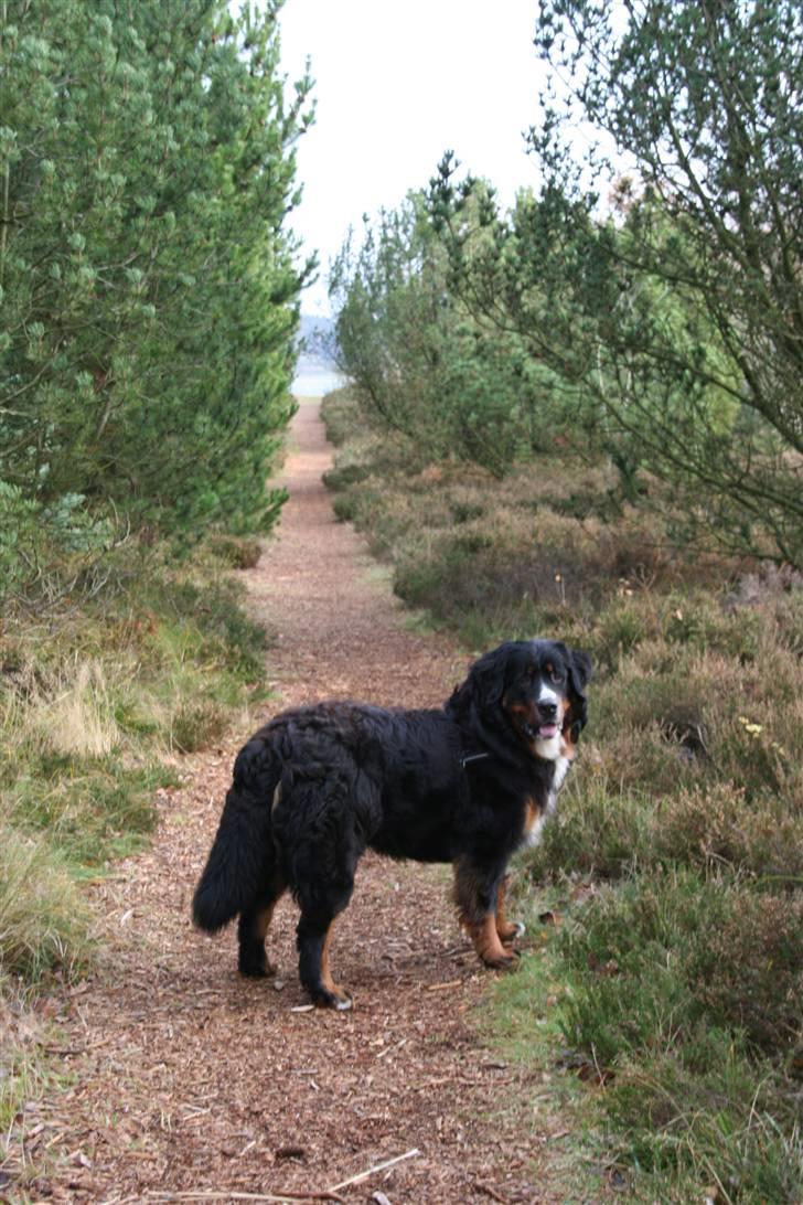 Berner sennenhund Bernhard - 11 måneder billede 17