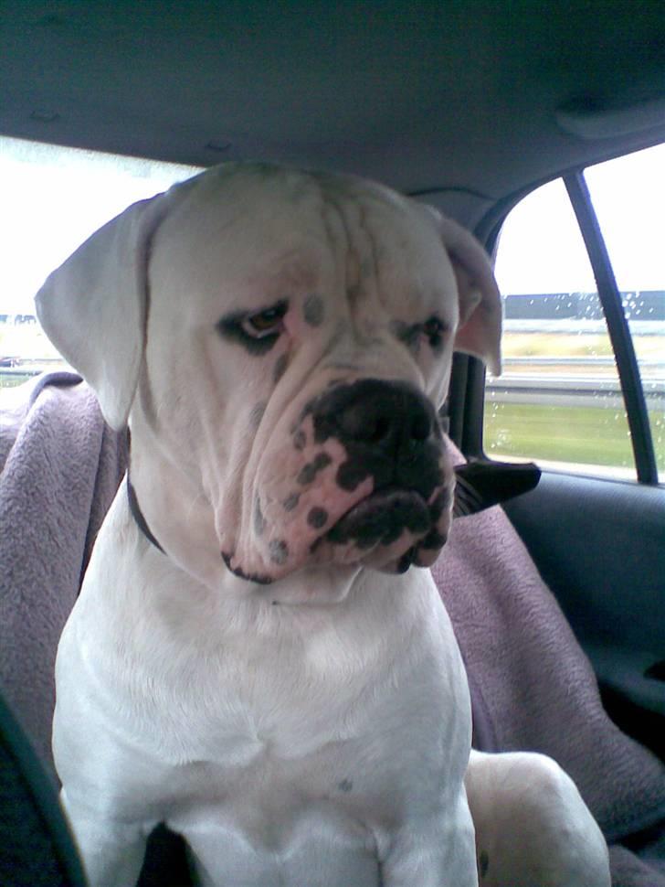 Amerikansk bulldog Tyson - øv hvorfor skal vi hjem nu ,jeg havde det jo lige så skægt billede 19