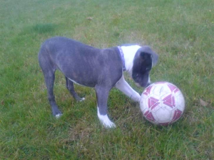 Amerikansk staffordshire terrier - Shila (Miss Blue Brindle) Himmelhund :'-( billede 7