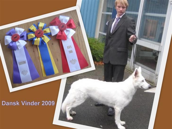 Hvid Schweizisk Hyrdehund Cherie - Dansk Vinder 2009 billede 7