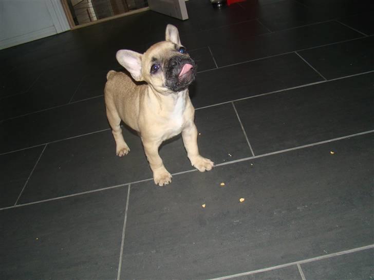 Fransk bulldog Ulla billede 5