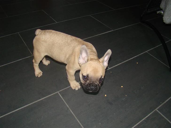 Fransk bulldog Ulla billede 6