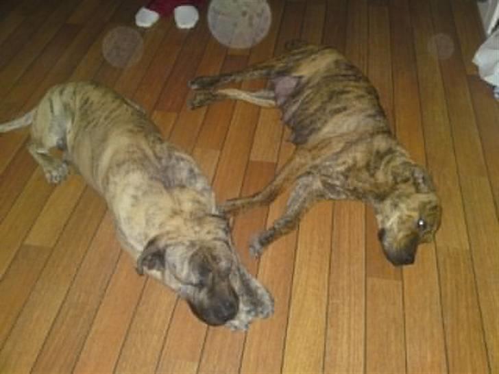 Dogo canario Kenya - Mor og far :-) billede 10