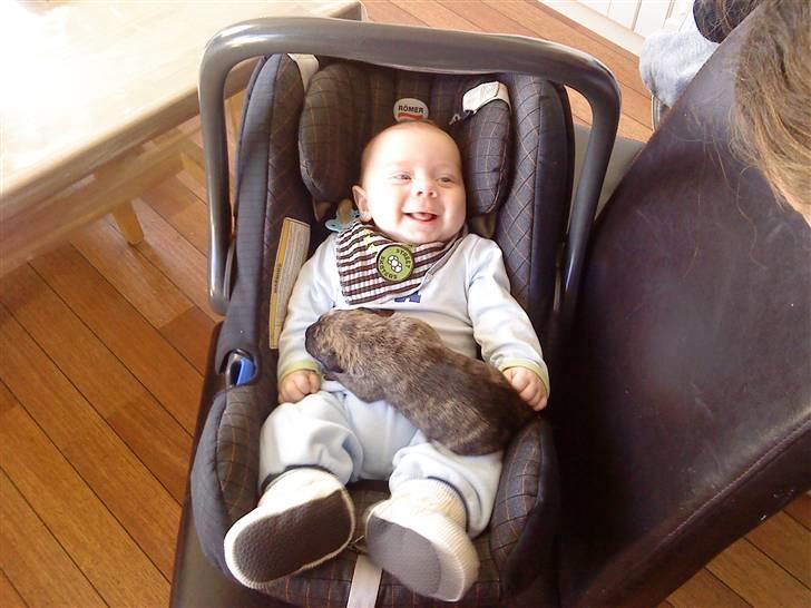 Dogo canario Kenya billede 11