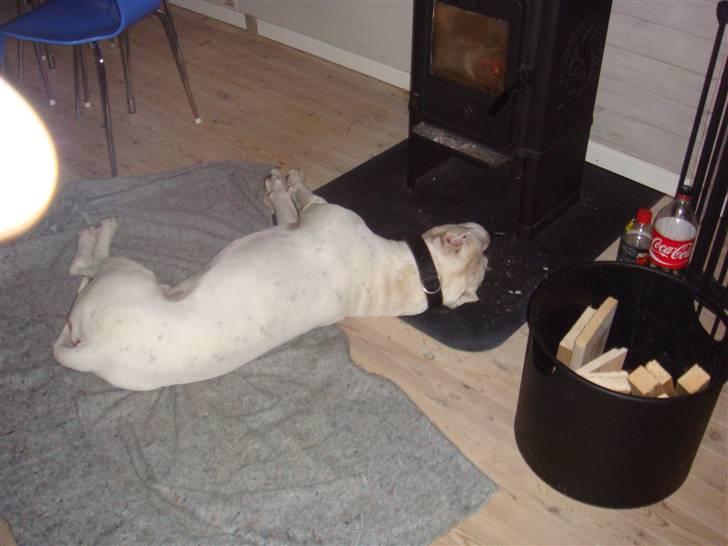 Dogo argentino Vato - Så dejligt der er foran brændeovnen..  billede 12