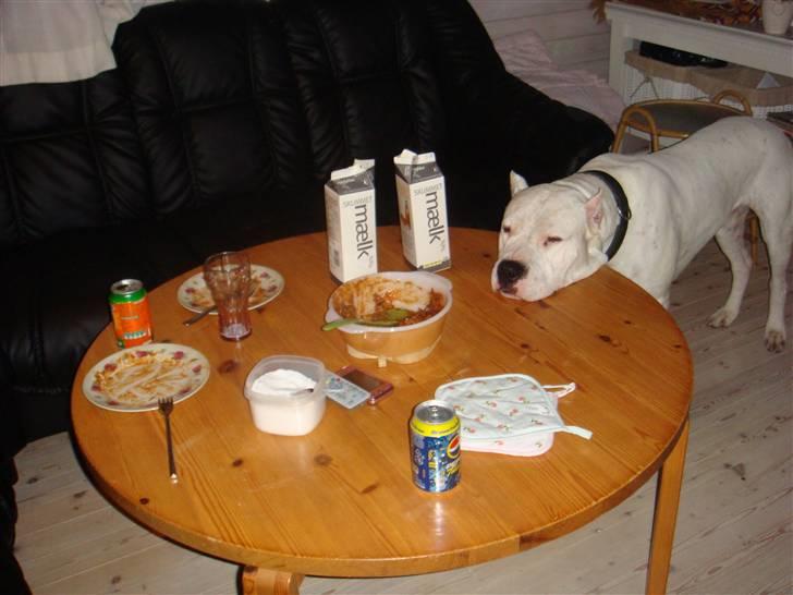 Dogo argentino Vato - Er bare sååå Sulten;) billede 13