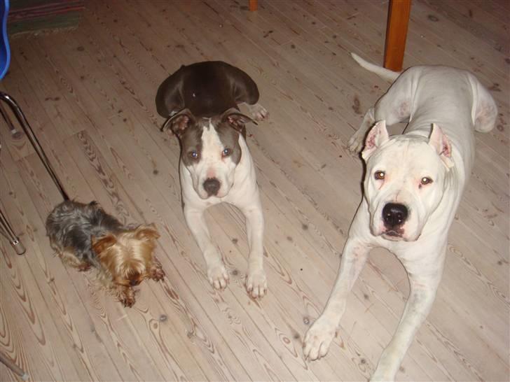 Dogo argentino Vato - Se så dygtige vi alle er.. =) billede 14