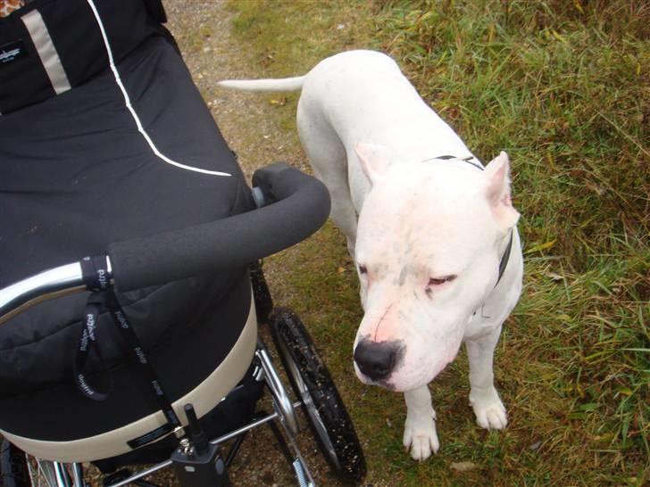 Dogo argentino Vato - Vogter Barnevognen, Tænk hvis nogle skulle stikke af med lille Lucas ;) billede 15