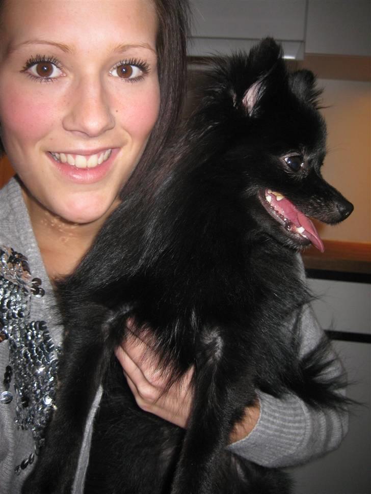 Pomeranian Malou <3 billede 1