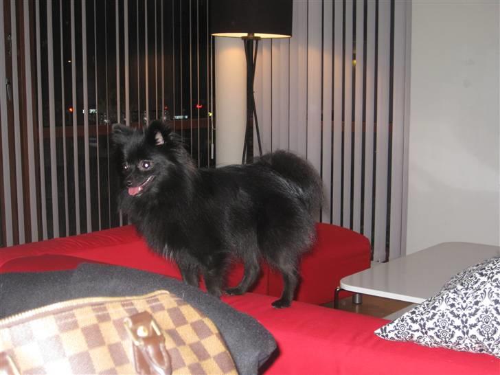 Pomeranian Malou <3 billede 2